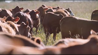 Adaptive Grazing 101 If When and How to Deal With EndophyteInfected Fescue [upl. by Aihcela]