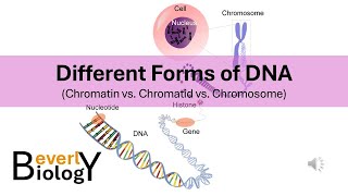 Chromosomes vs Chromatids vs Chromatin Different Forms of DNA [upl. by Nilak573]