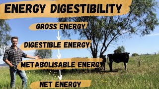 Energy Digestibility  What is Gross Energy Digestible Energy Metabolisable Energy and Net Energy [upl. by Grane]