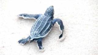 Leatherback hatchling at Sandy Lane Beach [upl. by Negeam]