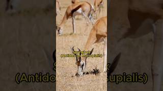 Springbok Antelope The HighFlying Wonder of the African Savannah [upl. by Ssur]