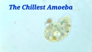 Amoeba seems to be grazing on sediment  5x Speed 200x400x Magnification [upl. by Aleehs]