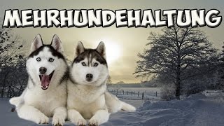 Mehrhundehaltung Zweithund  Ja oder Nein Tipps [upl. by Adav]