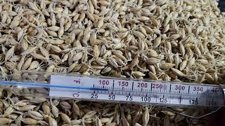 How To Malt amp Dry Barley For Home Brewing Beer Or Whiskey [upl. by Fadil]