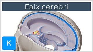 Falx cerebri Falx Cerebri  Human Anatomy  Kenhub [upl. by Chaille]