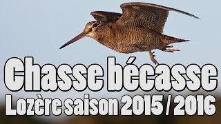 Chasse bécasse en Lozère  Saison 2015  2016 intégrale [upl. by Twelve966]