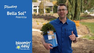 How to Plant Bella Sol® Potentilla [upl. by Amsden526]