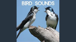 Bird Sounds  Gentle Birds and Forest Stream for Relaxation Meditation Relaxing Natures [upl. by Yrrep99]