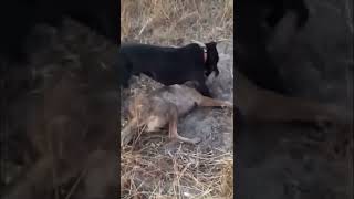 Pitbull attacks Coyote to protect Owner Pitbull and coyote fight Graphic Footage [upl. by Alvarez]