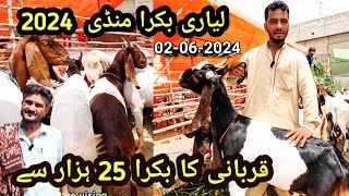 Lyari Bakra mandi latest update  Bakra mandi Karachi  Maweshi mandi 2024  2062024 [upl. by Hoenack]