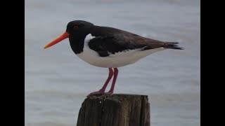 An Oystercatcher Story [upl. by Eleanore]