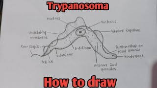 How to draw Trypanosoma  Structure of Trypanosoma  Biology diagram  biology diagram easy [upl. by Akital]