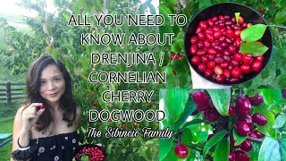 ALL YOU NEED TO KNOW ABOUT DRENJINA  CORNELIAN CHERRY DOGWOOD [upl. by Armillas10]