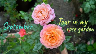 Tour in my rose garden English roses Kordes Tantau David Austin Rawlins FryersGarden in bloom [upl. by Dunaville]