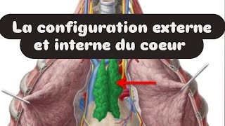 la configuration externe et interne du coeur ☄ [upl. by Adamek]