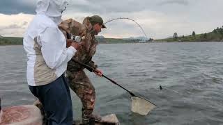 Kokanee Salmon Fishing Holter Reservoir June 2023 [upl. by Tamsky433]