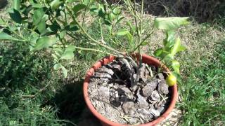 Calamondin Orange Fruit Tree Backyard Orchard [upl. by Godfry23]