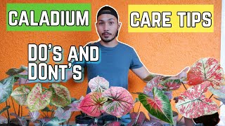 HOW TO TAKE CARE OF CALADIUMS [upl. by Skiba]