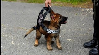 7 Chiens Policiers Les Plus Efficaces Et Meurtriers Du Monde [upl. by Trudi]