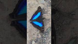 Blue Butterfly 🦋 moment nature naturephotographer butterfly [upl. by Igiul379]