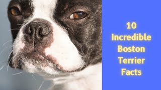 10 Incredible Boston Terrier Facts [upl. by Sucramrej]