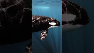 Face to face with an Orca the apex of the ocean 🔱freedive swimming ocean orca orcas poseidon [upl. by Obau]