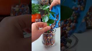 How to growing flowers in cup so beautiful garden plants gardening outdoorflowers [upl. by Akcirre]