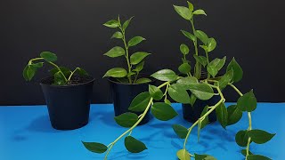 How to Grow Peperomia Scandens Plant at Home Fast amp Easy How to Propagate Peperomia Scandens [upl. by Tunk]