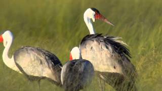 Wattled Cranes [upl. by Ahcsropal]