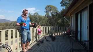 Hand Feeding Wild Australian Parrots [upl. by Brewer]