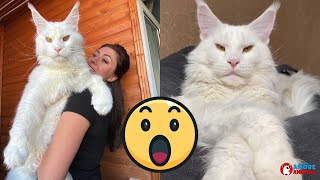 Ecco Kefir il gatto gigante che pesa 13 Kg e che continua a crescere [upl. by Leahcimaj]