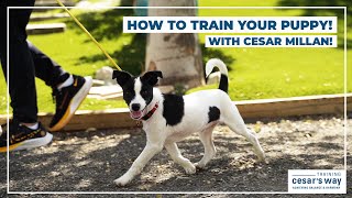 How To Train Your Puppy With Cesar Millan [upl. by Anette]