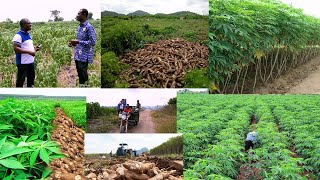 woow 200 ACRE LAND OF CASSAVA PLANTATION WATCH THE FARMING JOURNEY OF ELDER DANIEL TETTEH [upl. by Wiedmann]