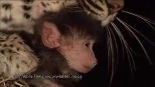 Incredible leopard and baby baboon interaction [upl. by Manara]