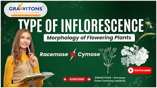 Types of Inflorescence  Morphology of Flowering Plants [upl. by Gnuj]