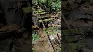 Old wood bridge hidden in the jungle sarawak jungle nature [upl. by Nnylacissej]