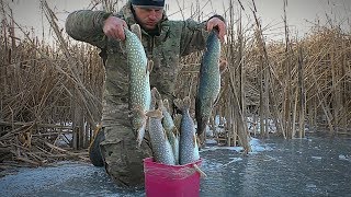 В ЭТОМ БОЛОТЕ МНОГО ЩУКИ Атака щуки на живца ПОДЛЁДНОЕ ВИДЕО Зимняя рыбалка на жерлицы [upl. by Nesyt393]