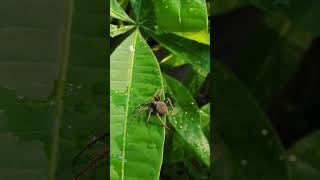 Feeding water time black Spidey spiderhunter spiderfeeding [upl. by Eninahs908]