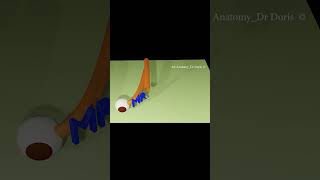 Superior oblique  Extra ocular muscle  IN A MINUTE anatomyvideos mbbs eyeanatomy [upl. by Letnuahs]