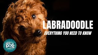 Labradoodle Dog Breed Guide  Dogs 101  Labradoodle [upl. by Jt4]