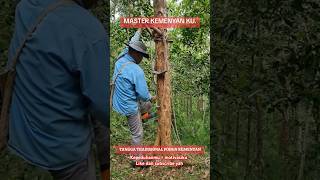 Master kemenyan nature hutan kemenyan generasihutanadat rohapenjelajah fyp viralvideo [upl. by Ynes82]