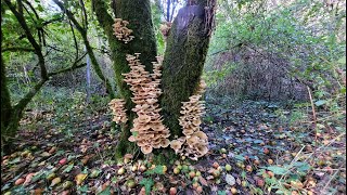 Armillaria mellea [upl. by Rufford8]