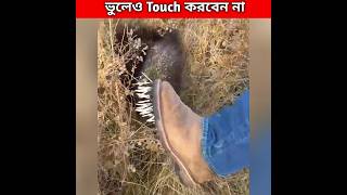 ভুলেও স্পর্শ করবেন না। Dont Touch a Porcupine shorts facts animal [upl. by Aicemat742]