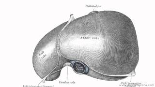 Peritoneal Cavity  Part 2  Ligaments of the Liver  Anatomy Tutorial [upl. by Bonny]