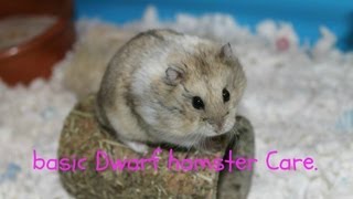 Basic Dwarf Hamster Care [upl. by Voss]