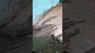 Gharial  घड़ियाल crocodile Reptiles large giant gharial crocodile crocodiles reptiles reptile [upl. by Antonia604]