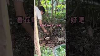 我再晚还一会儿就得开始算我利息了！小猫咪能有什么坏心眼 我和流浪猫的故事 圣火喵喵教 聪颖 [upl. by Dewain849]