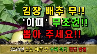 2024년 김장 배추 무 이때 뽑아주면 됩니다수확 적기 [upl. by Deenya361]