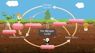 The Nitrogen Cycle [upl. by Yolanda892]