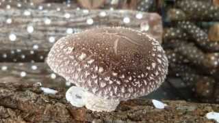 Timelapse Growth of Shiitake Mushroom [upl. by Airebma]